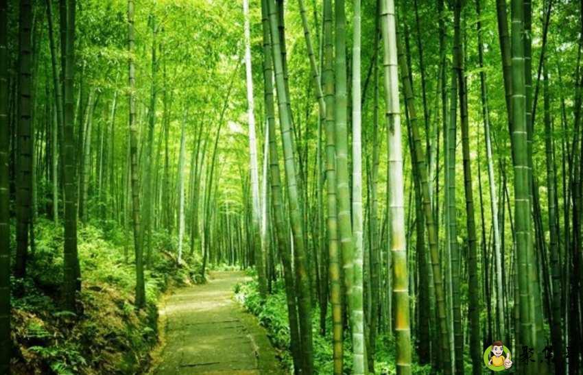 蜀南竹海在哪里