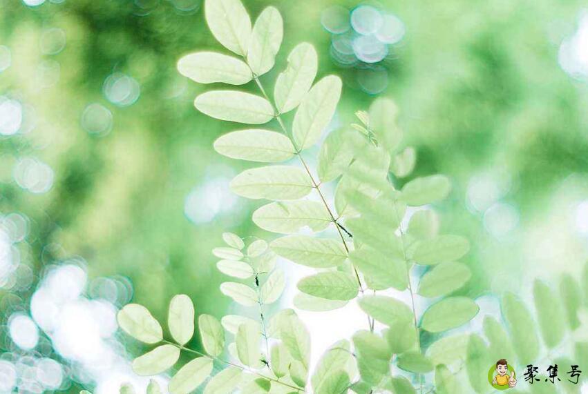 夏止是什么意思