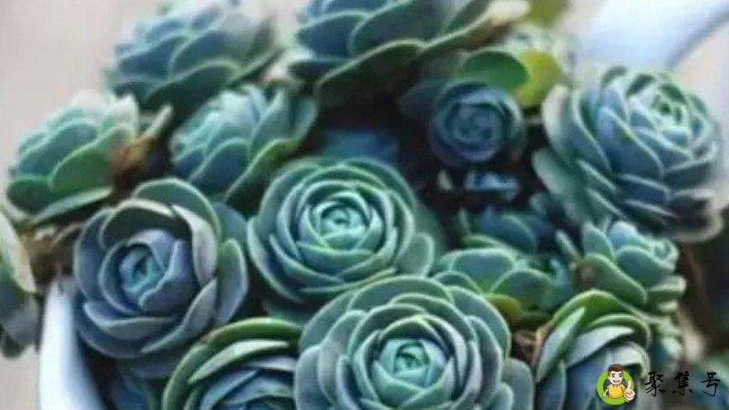 子持莲华长虫子咋办