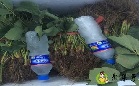 氯化苦是什么东西