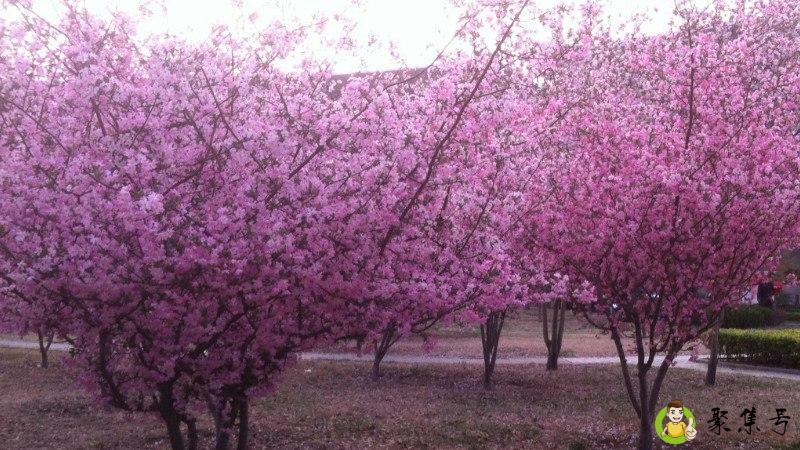 千山暮雪海棠依旧什么意思