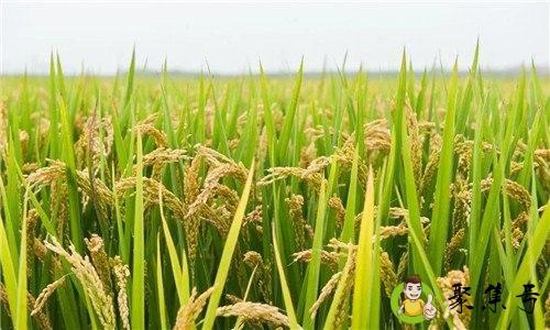 种水稻在什么节气