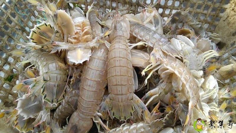 超市如何挑选冰鲜虾