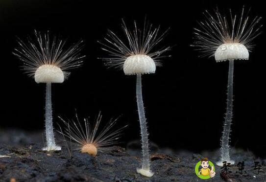 真菌会存活于被子上吗