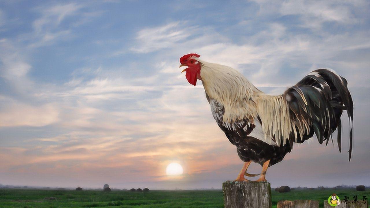 公鸡打鸣时间