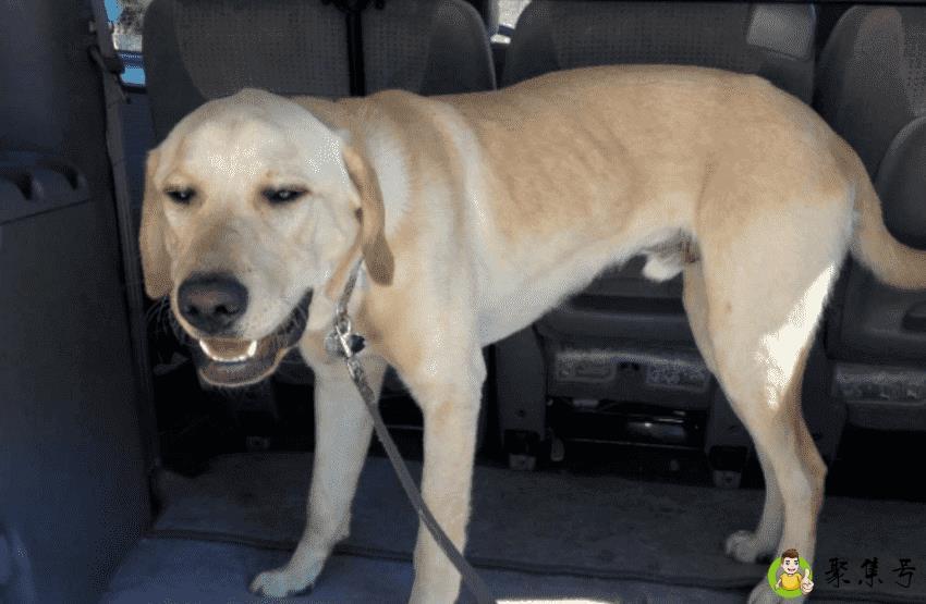 狗狗做绝育手术好吗