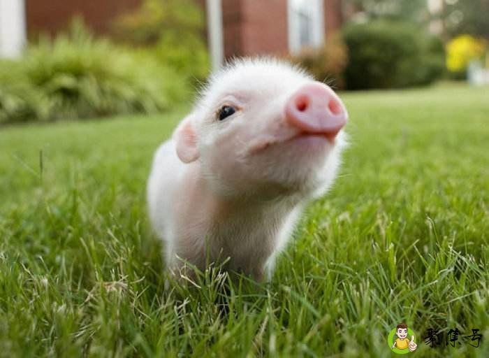 人会携带非洲猪瘟病菌么