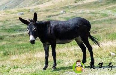 骡和马怎么区别