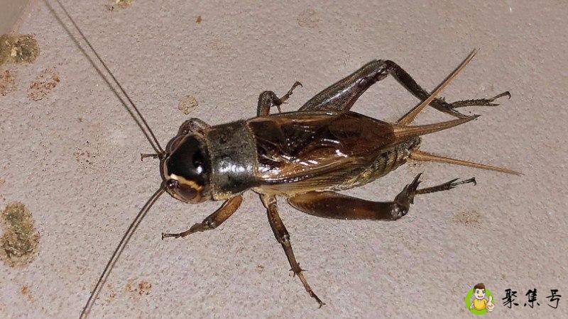 油葫芦是什么昆虫