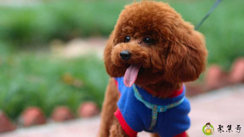 泰迪能活多少年