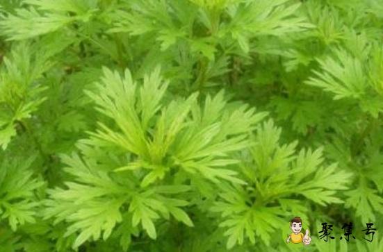 艾叶的用途