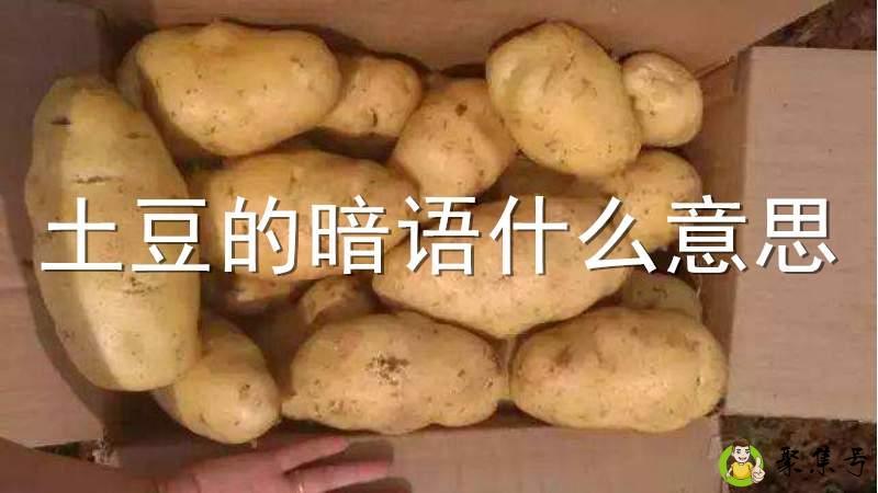 土豆的暗语什么意思