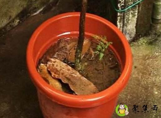 花盆积水窍门排水