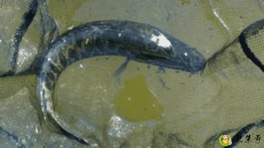 蛇鱼是什么鱼