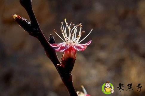 花蒂是什么东西