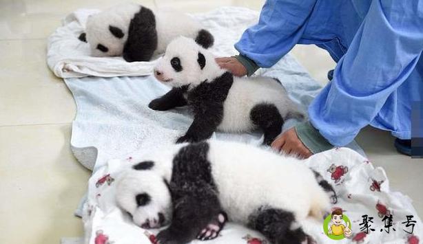 大熊猫宝宝的图片，大熊猫图片可爱图片 宝宝