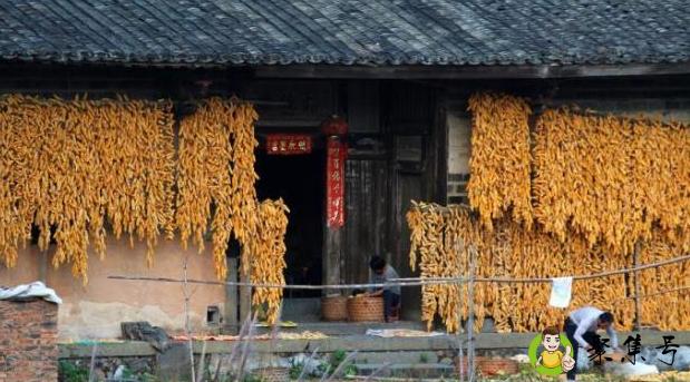 重阳节有什么风俗，民间关于重阳节的5个风俗