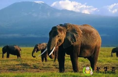 大象的起源民间故事