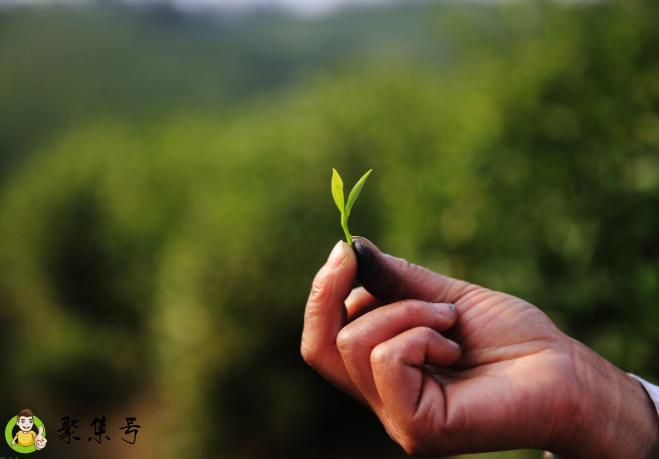 茶道入门茶道基本知识分享