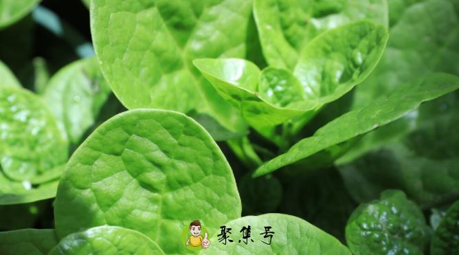木耳菜浸种催芽的方法，木耳菜籽怎么催芽