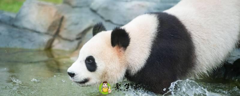 熊猫的介绍和特点
