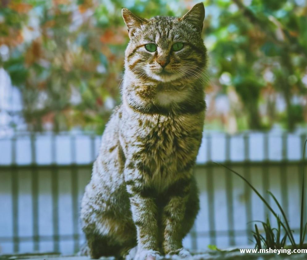 猫的品种有哪些？猫的品种图片名字大全
