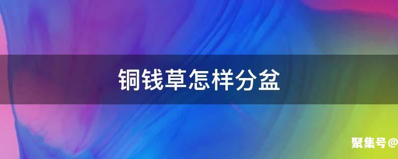 铜钱草如何分盆应注意些什么