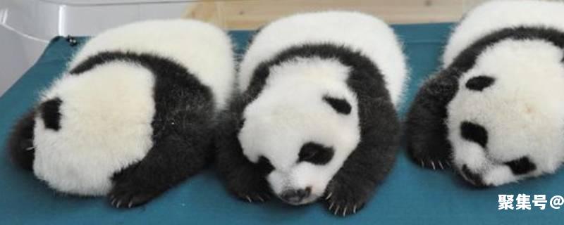 大熊猫有没有冬眠的特征