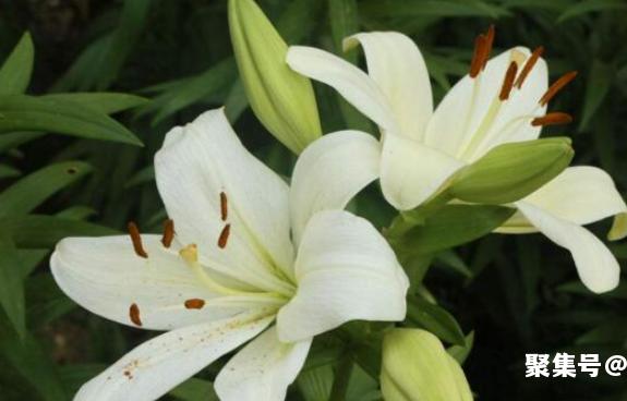 百合花的五大寓意