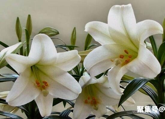 百合花的花语是什么,象征了什么?