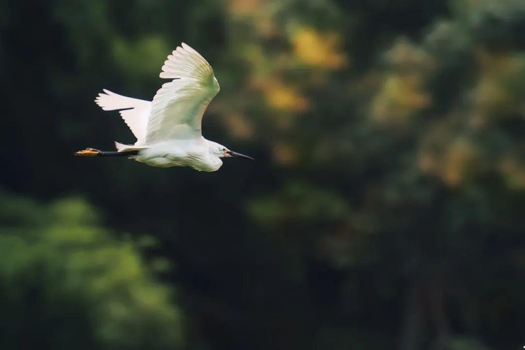 高雅有意境的四字成语(小众的美好成语)