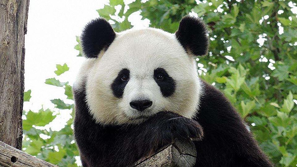 大熊猫寿命仅为25岁吗？死后遗体怎么处理？