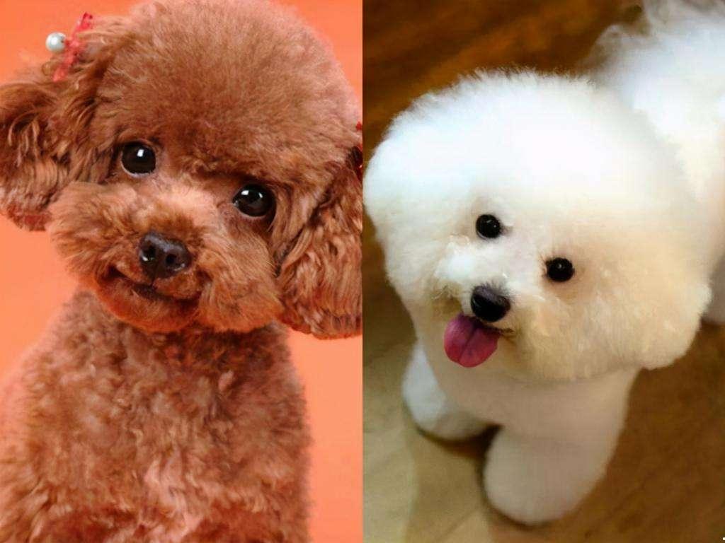 比熊犬多少钱一只？泰迪和比熊哪个好养？