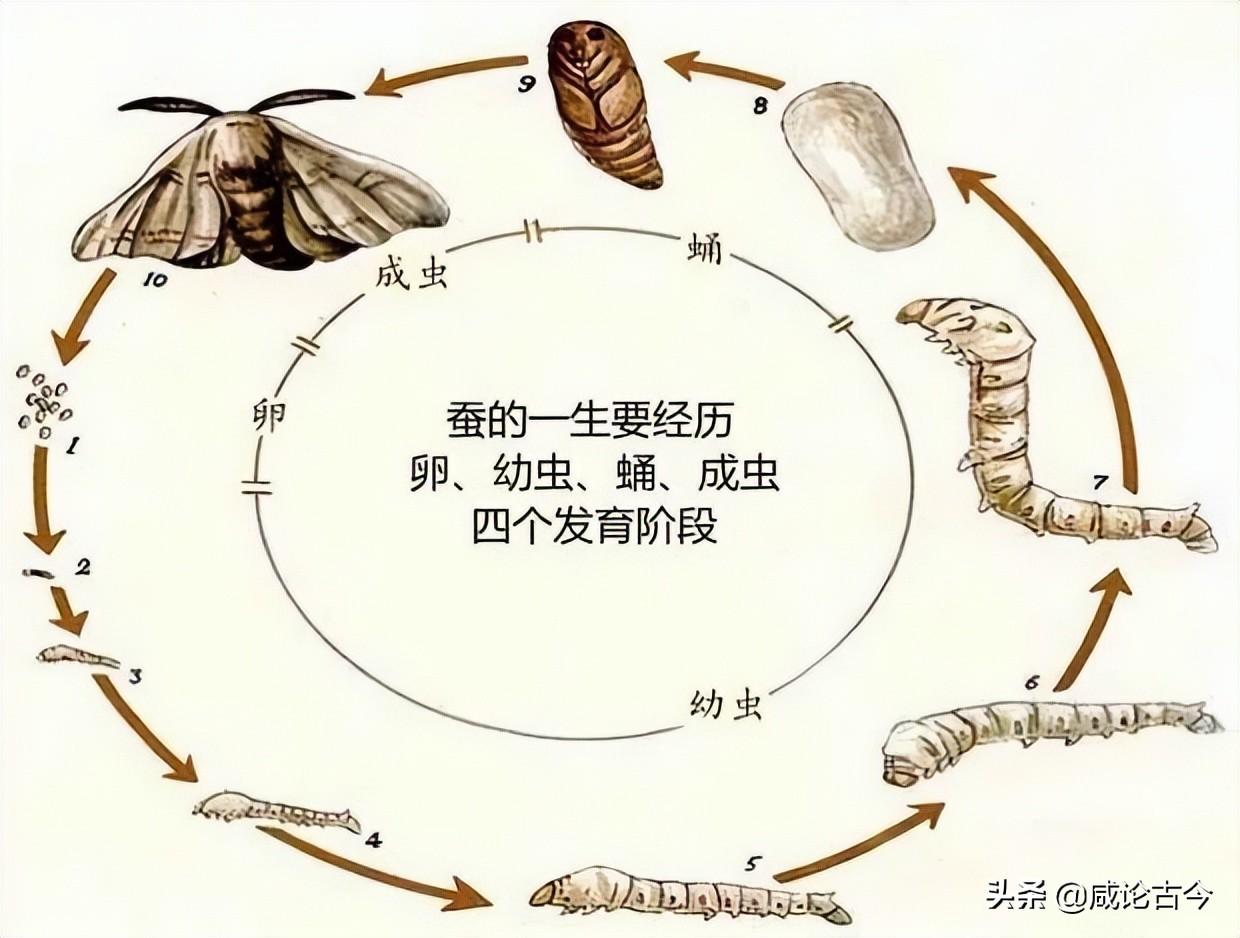蚕的生长过程，蚕什么时候开始吐丝？