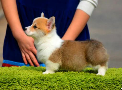 柯基犬价格大概多少钱一只？1500买个柯基合适不？